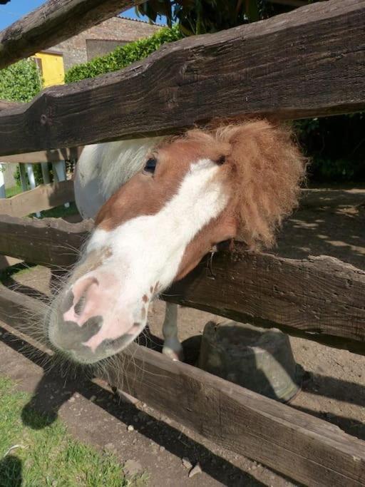 Gallo Delle Pille Monzambano Dış mekan fotoğraf